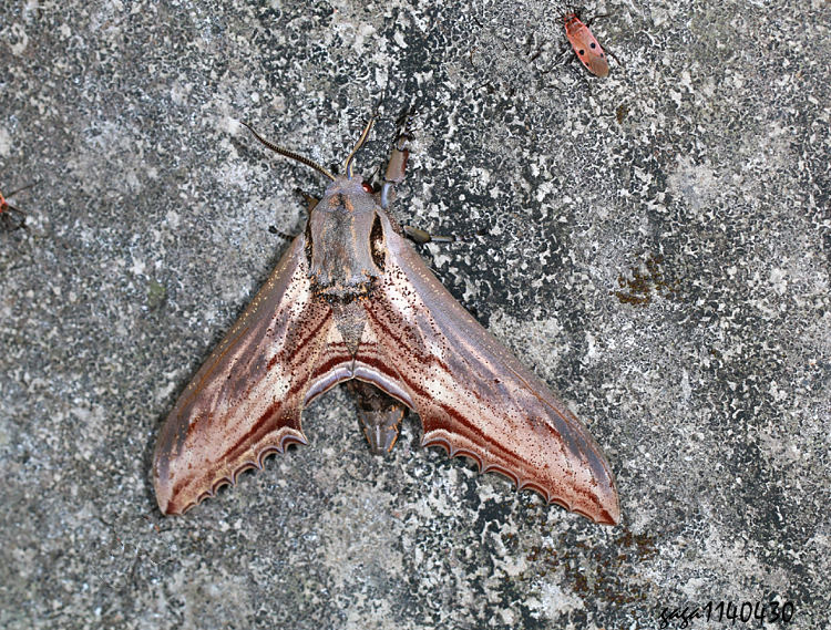 ͤѸ  Langia zenzeroides formosana Langia 