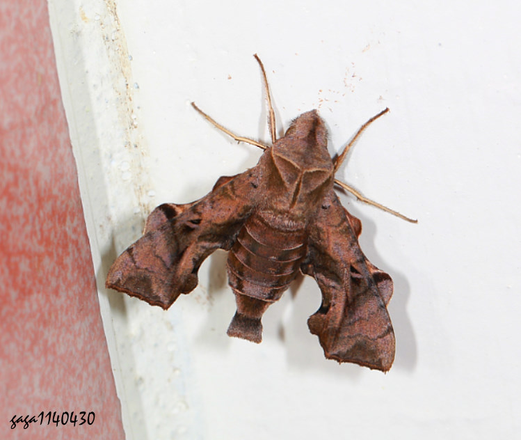 三角凹緣天蛾 Neogurelca himachala sangaica