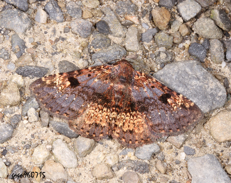 fn Diomea rotundata