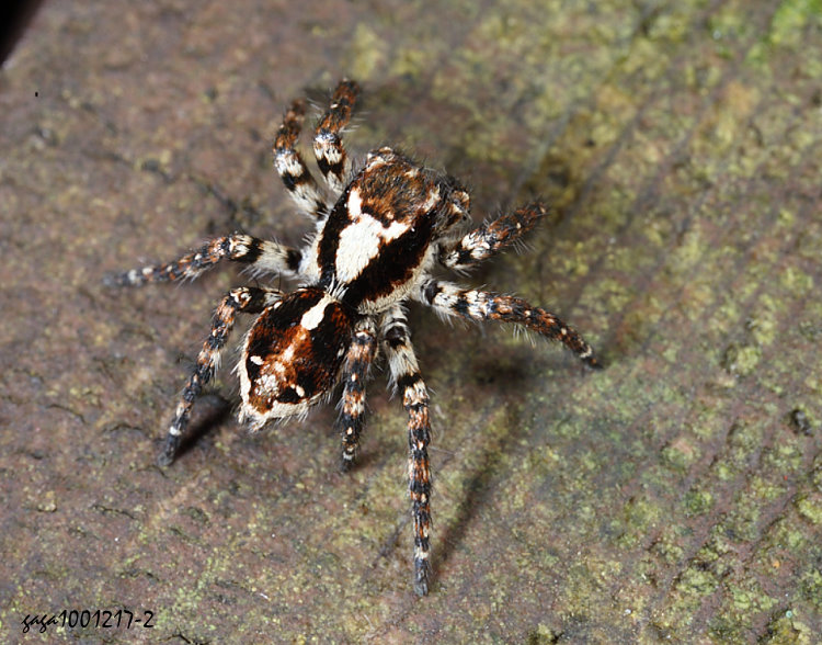  Thyene sp.