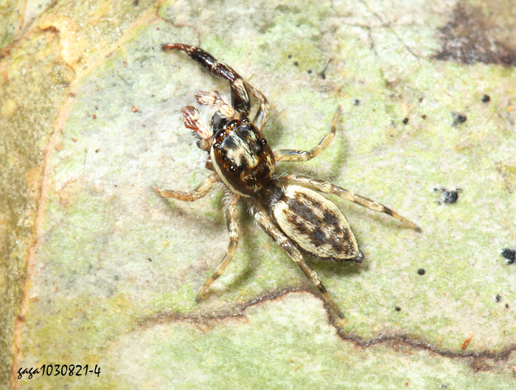  Pseudicius sp.