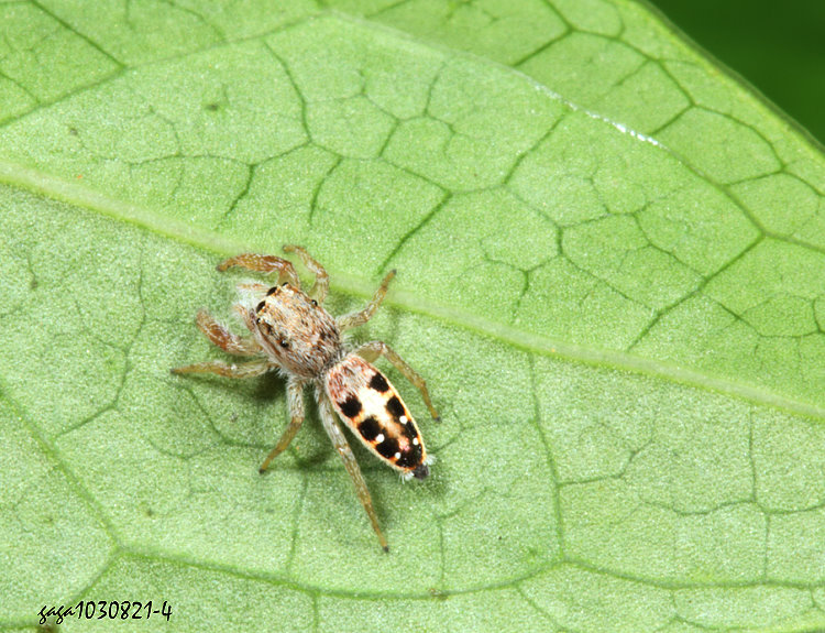  Pseudicius decemnotatus
