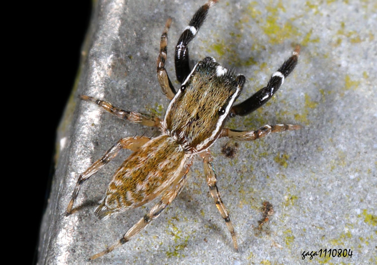  Pseudicius sp. 