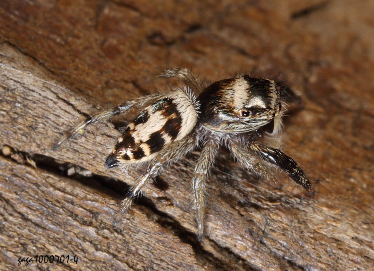   Pseudicius sp.
