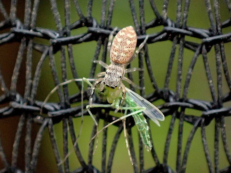   Pseudicius sp.