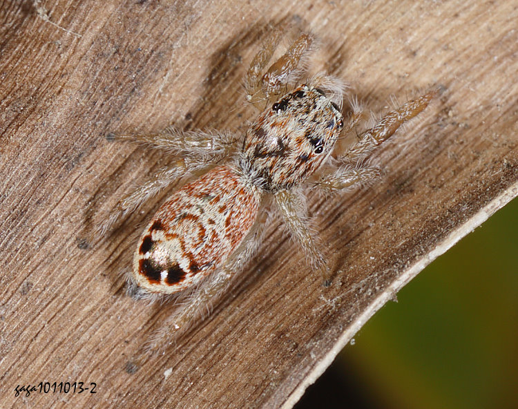   Pseudicius sp.