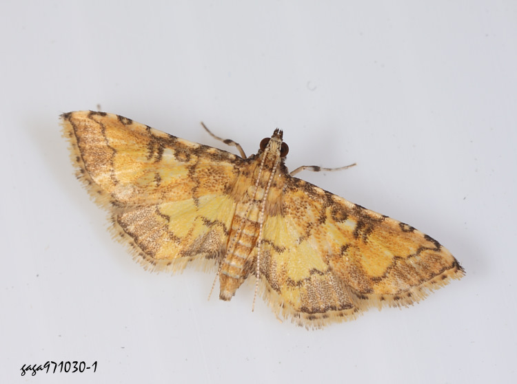 k Nacoleia biformis 
