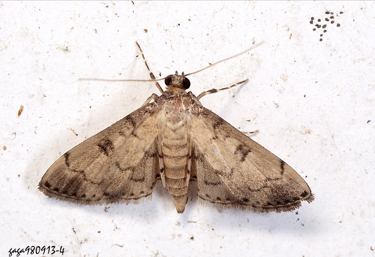 棕蝕葉野螟蛾 Nacoleia charesalis