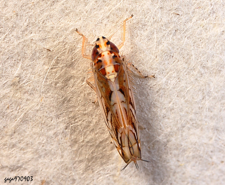 ձa Scaphoideus albovittatus