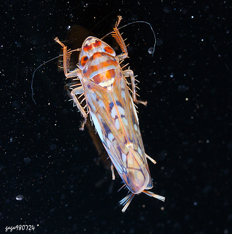 a Scaphoideus festivus