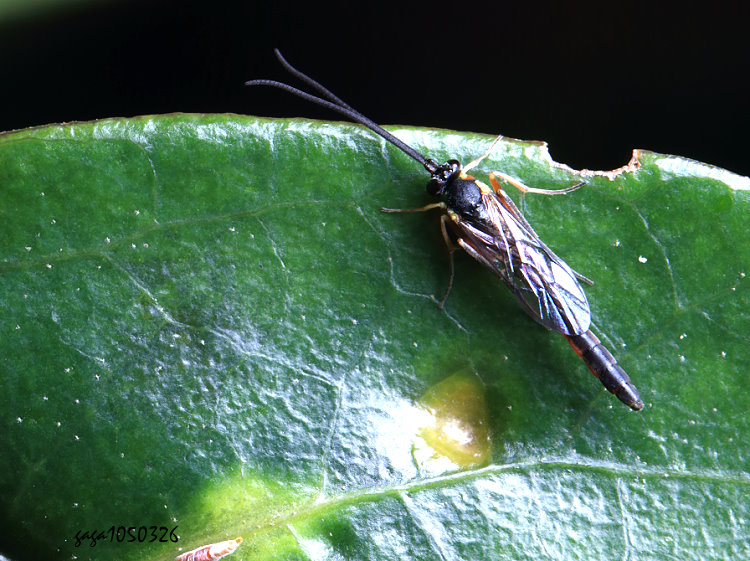 _VȬ  Campopleginae