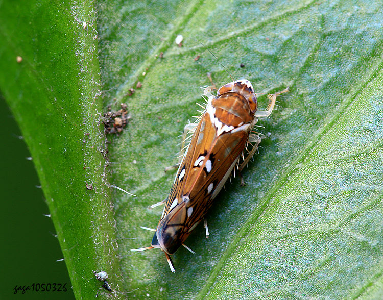 մa Scaphoideus albomaculatus albomaculatus 