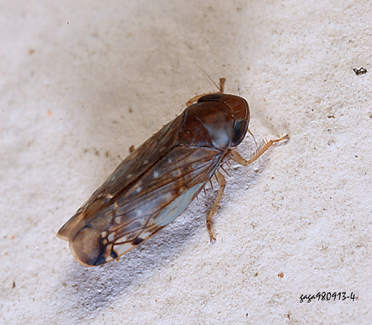 a Scaphoideus  sp.