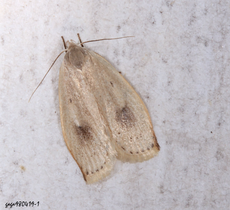 扁腹蛾 Scythropiodes sp.  