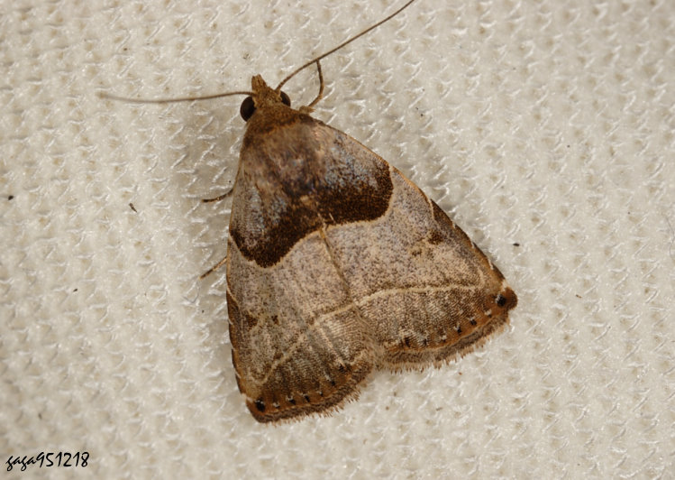 暗基涓裳蛾 Rivula basalis 