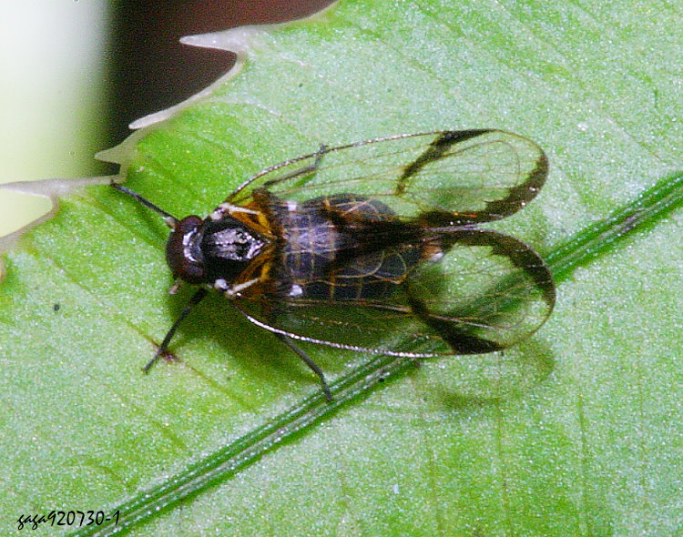 ٭   Betacixius sp.   
