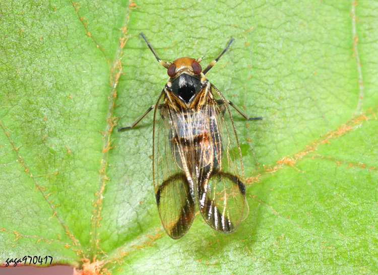 ٭   Betacixius sp. 