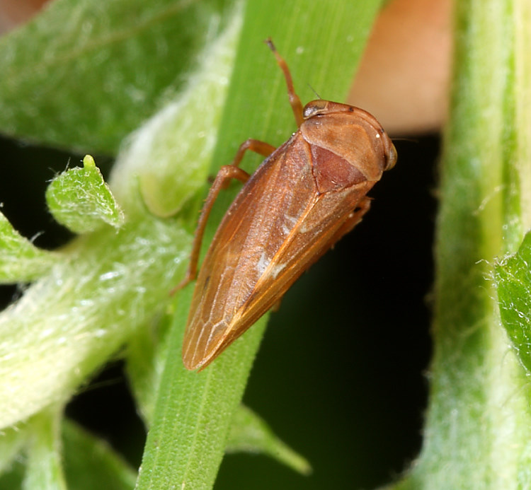 겪ͨȬ  Megophthalminae 