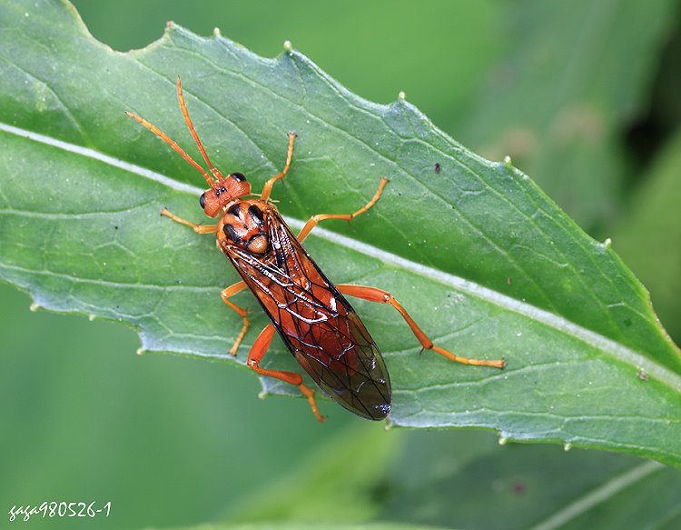  Siobla fulva 