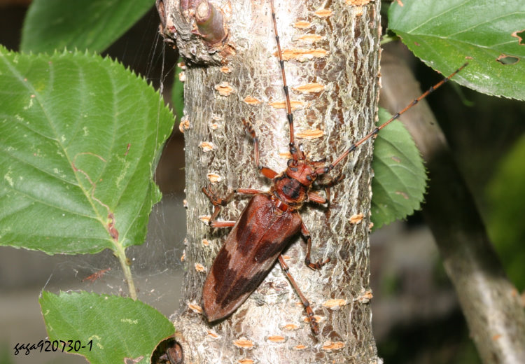 `sѤOplatocera mandibulata