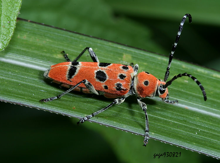ƪѤ Anaglyptus meridionalis
