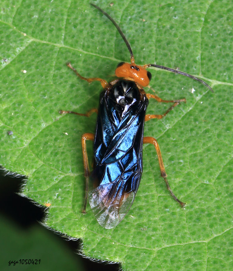 Neotomostethus secundus