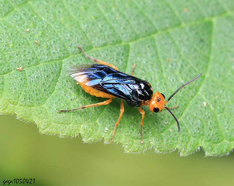 U Neotomostethus secundus