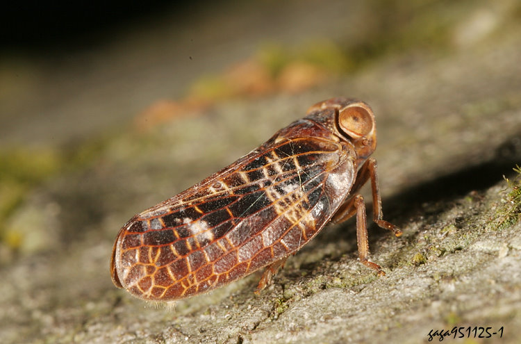 Chlamydopteryx  sp.