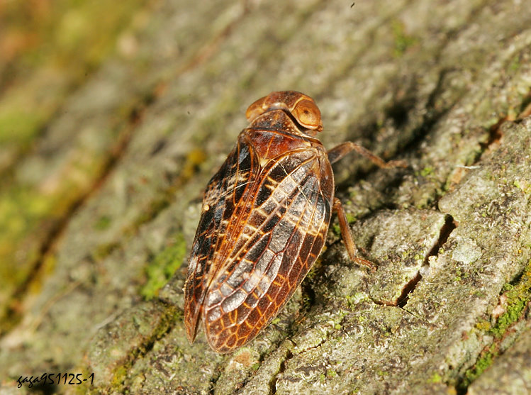 Tꭸ Chlamydopteryx  sp.