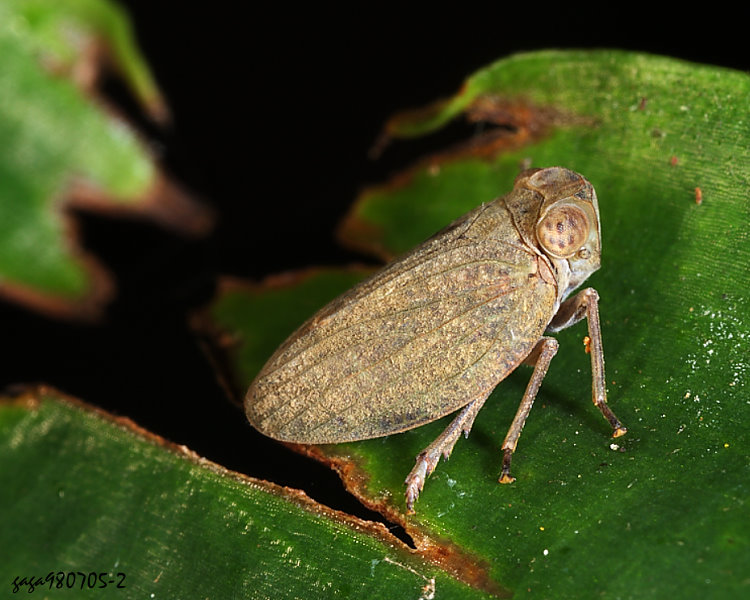 Yꭸ  Gelastyrella litaoensis 