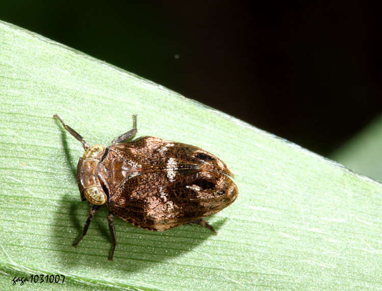 B] Neokodaiana chihpenensis