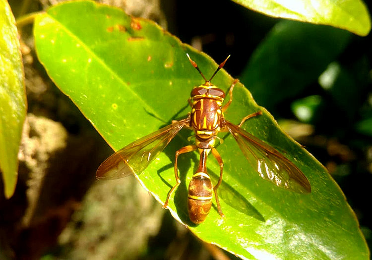 yH Sphiximorpha sp.