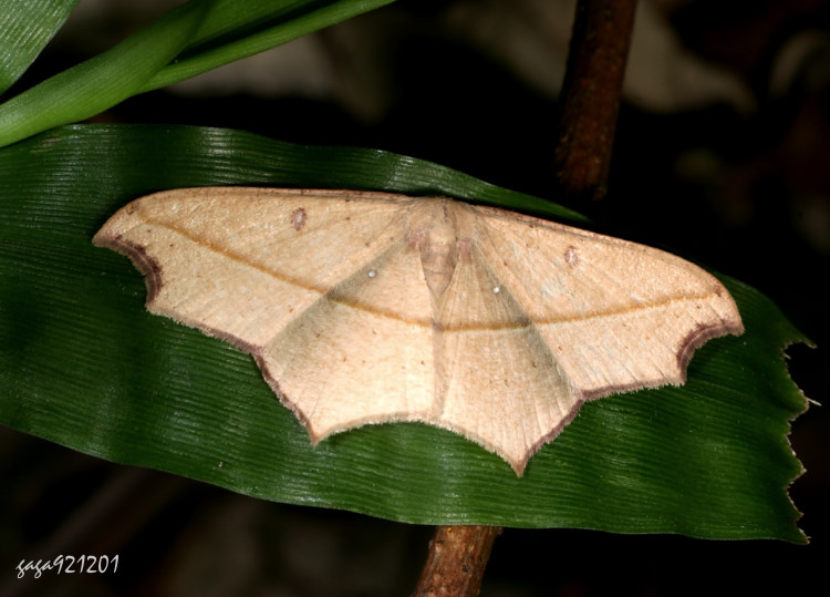 ʤfVظ  Traminda aventiaria 