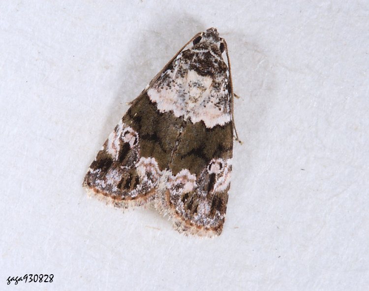 з] Maliattha signifera