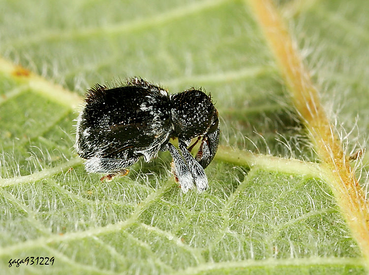  Demimaea fascicularis