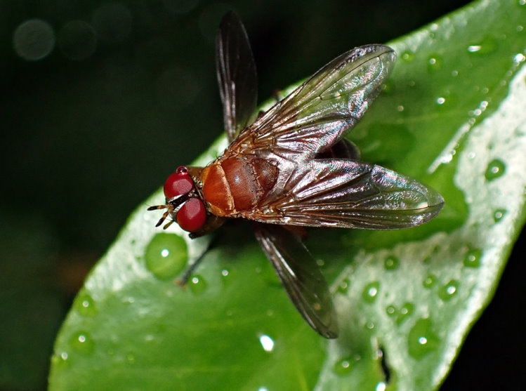 H Phasia sp.