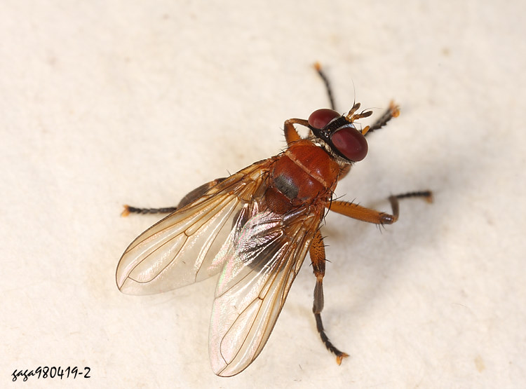  Phasia caudata 
