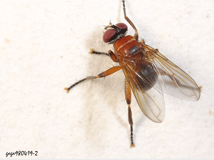 H Phasia caudata
