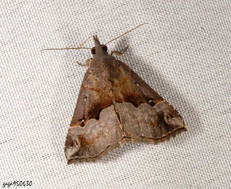 MwŽ] Hypena indicatalis