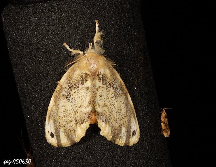 Jr Artaxa kanshireia 