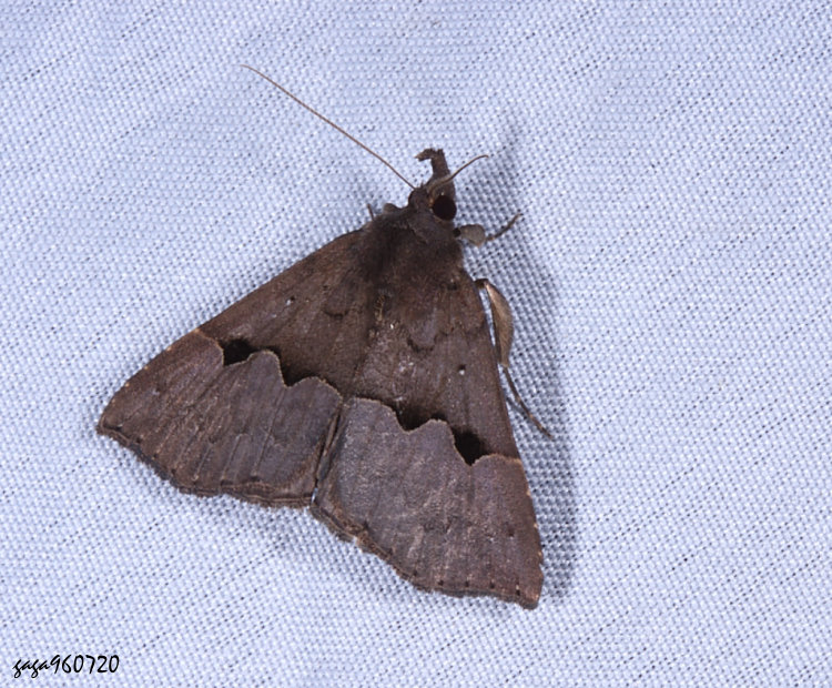 髯鬚裳蛾屬 Hypena ophiusoides