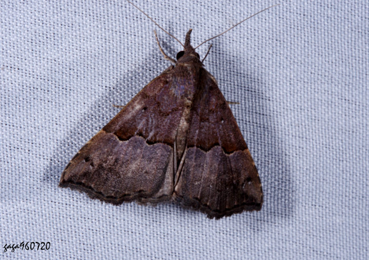 iwŽn Hypena sinuosa 
