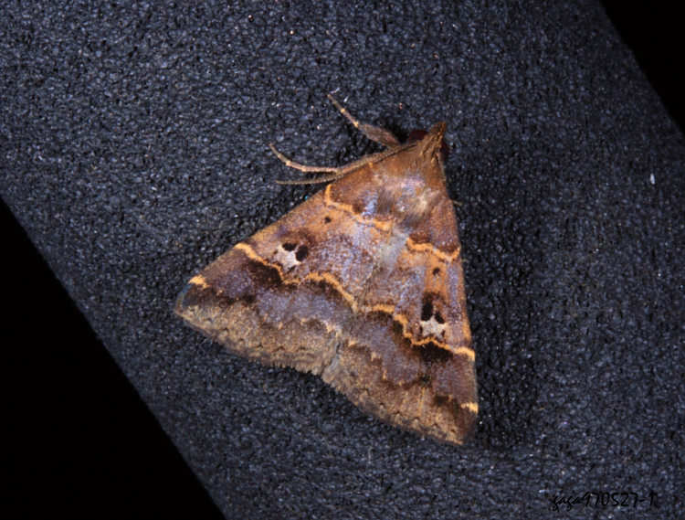 wŽn Bertula hadenalis persimilis