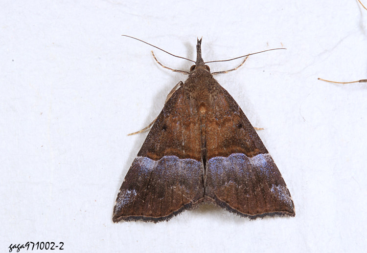 wŽn Hypena sp.