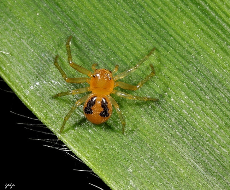 微蟹蛛屬  Lysiteles miniatus 