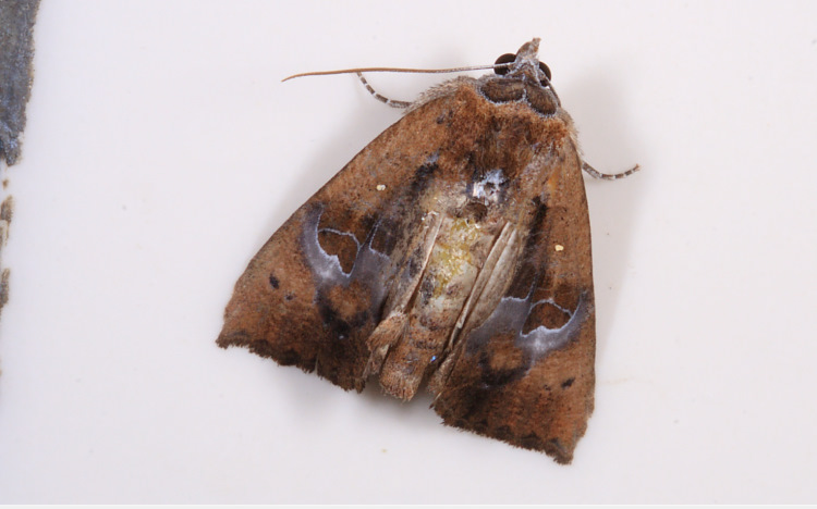 ݻn Coarica fasciata