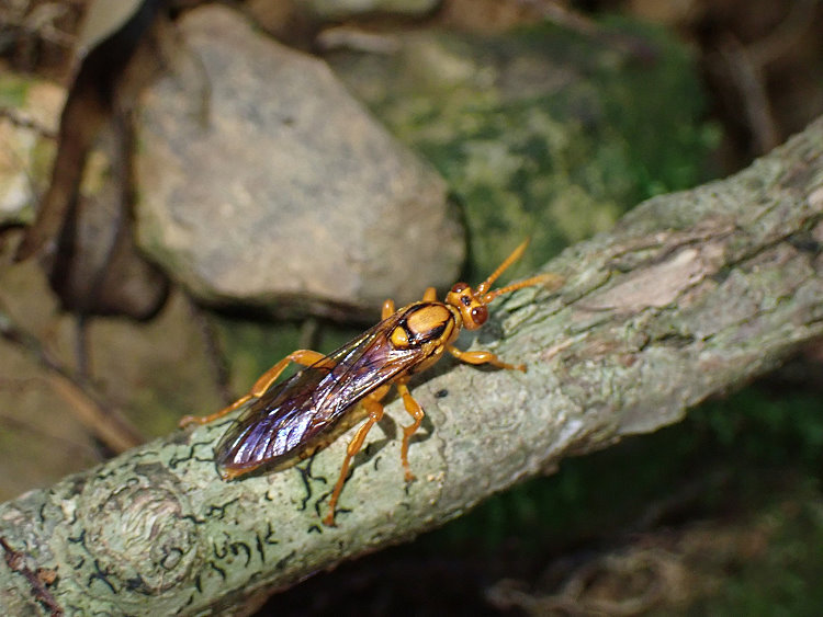 姬蜂亞科 Eupalamus sp.