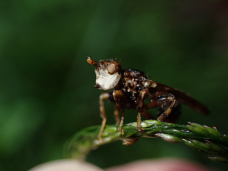  Myopa sp.