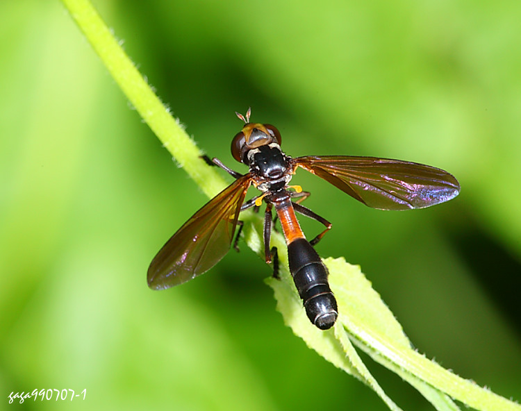 眼蠅 Physoconops sp.