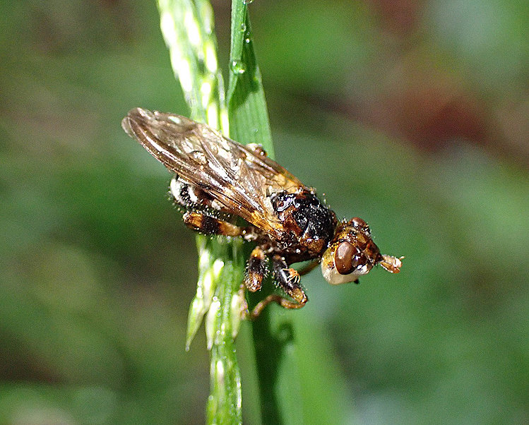 眼蠅 Myopa sp.